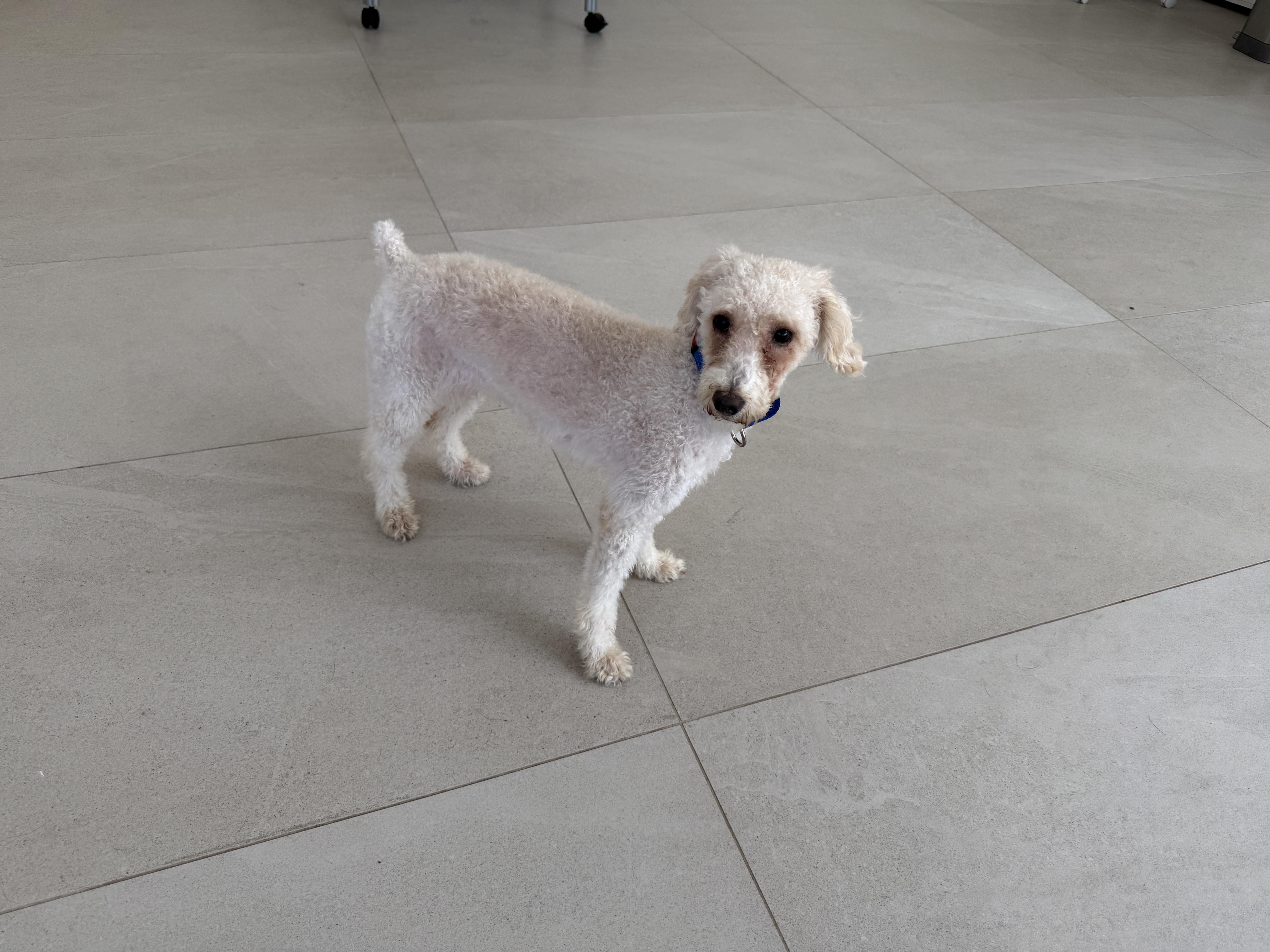 An adult small-sized female Miniature Poodle dog named Chai for adoption in Evanston, IL