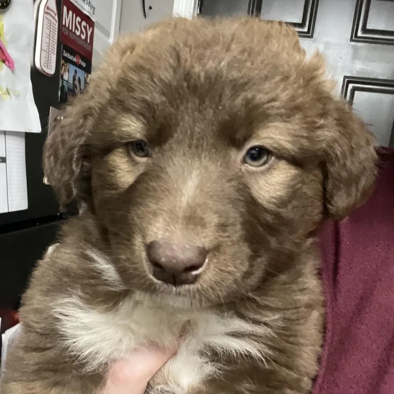 Ct Ron Weasley thumbnail 2