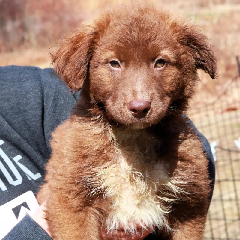 Ct Ron Weasley thumbnail 3