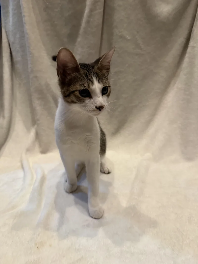 A young medium-sized female White Domestic Short Hair cat named Miso for adoption in Cordova, TN
