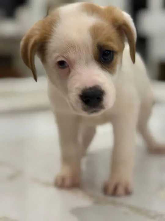 A baby small-sized female White / Cream Spitz dog named Tina for adoption in Mount Juliet, TN