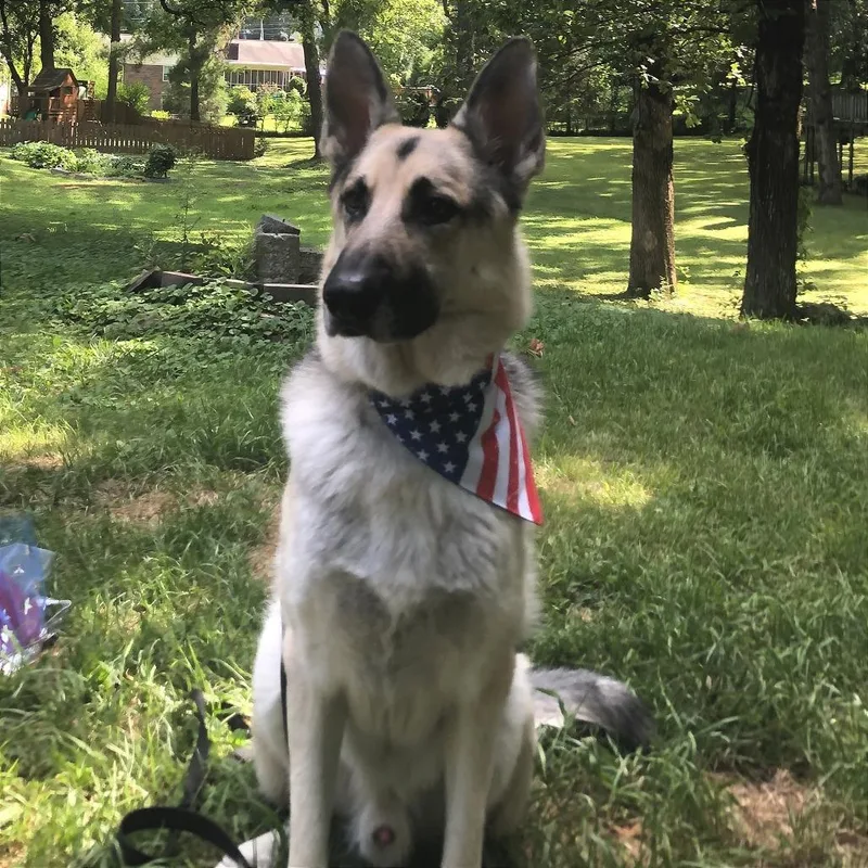 A senior large-sized male Yellow / Tan / Blond / Fawn Mixed Breed dog named Draco for adoption in Chattanooga, TN