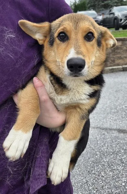 A baby medium-sized male Cardigan Welsh Corgi dog named Hercules for adoption in Kinzers , PA