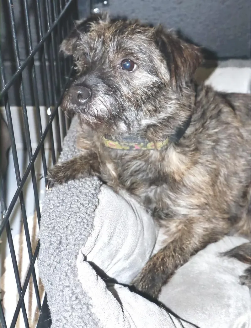 An adult small-sized female Australian Cattle Dog / Blue Heeler dog named Cricket for adoption in Winston Salem , NC