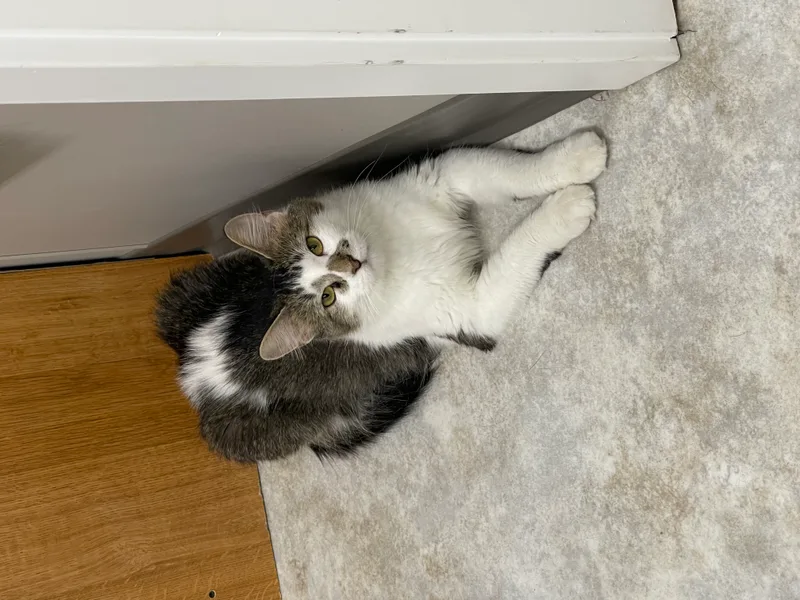 An adult medium-sized female White Domestic Medium Hair cat named Gertie for adoption in Jamestown, ND