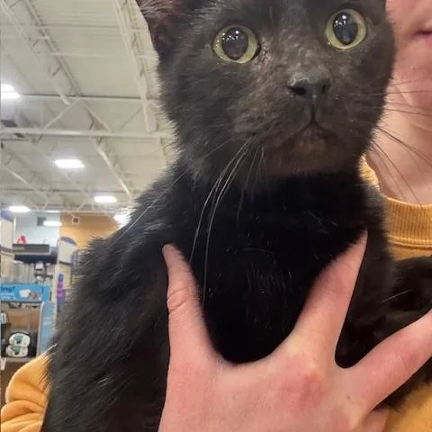 An adult medium-sized male Black American Shorthair cat named Bb for adoption in Snyder, TX
