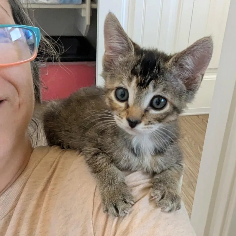 A baby small-sized female Torbie Domestic Short Hair cat named Halimah for adoption in Meridian, ID
