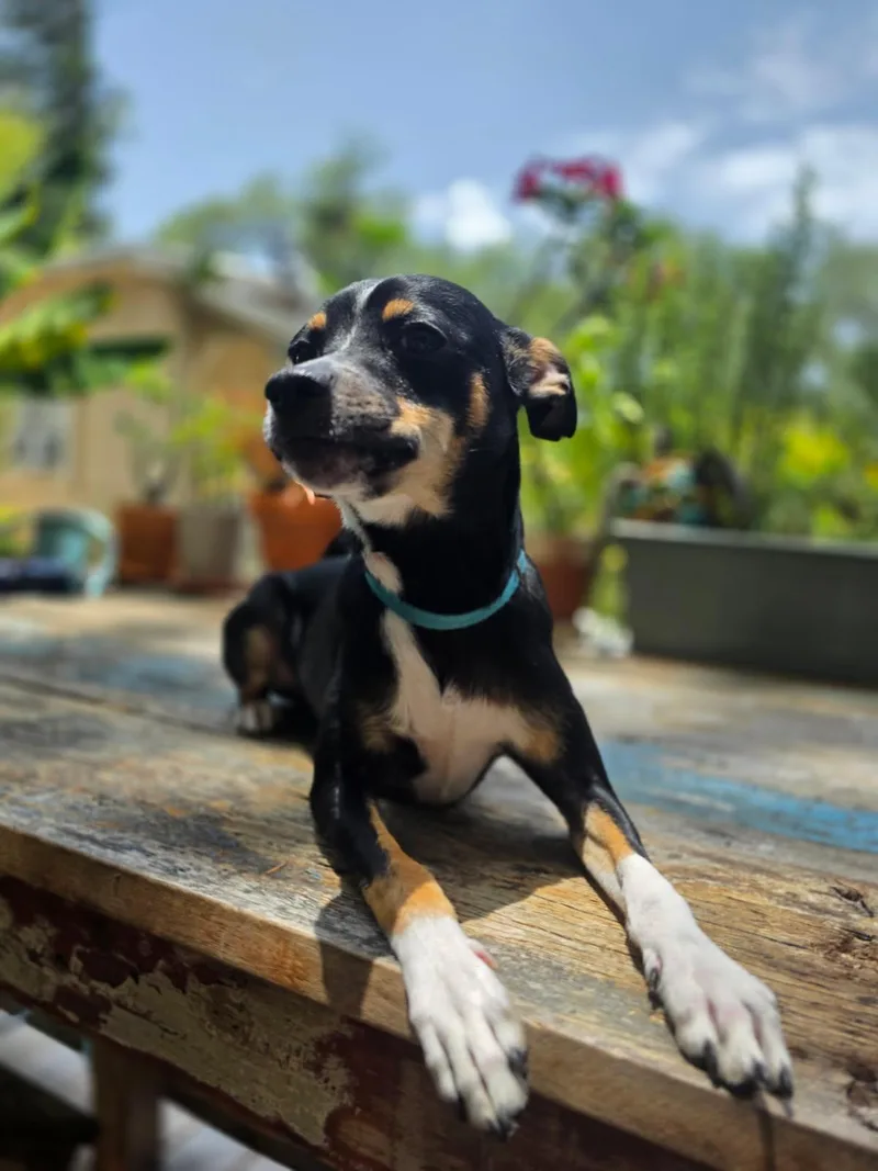 A young small-sized male Tricolor (Brown, Black, & White) Chihuahua dog named Oreo for adoption in Gulfport, FL