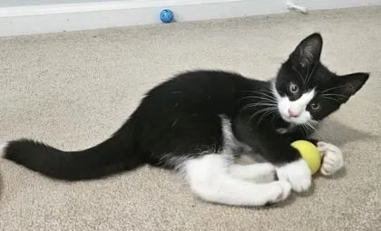 A young small-sized male Domestic Short Hair cat named Elvis for adoption in New Hope, PA
