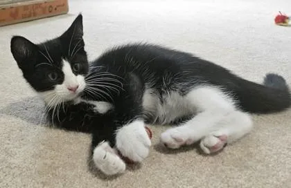 Elvis thumbnail 3