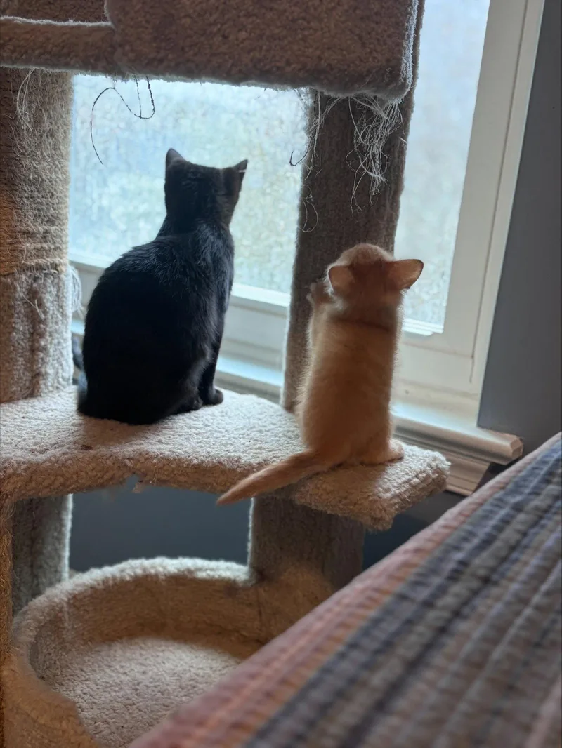 A baby medium-sized female Black Domestic Short Hair cat named Olivec for adoption in Greenville, DE