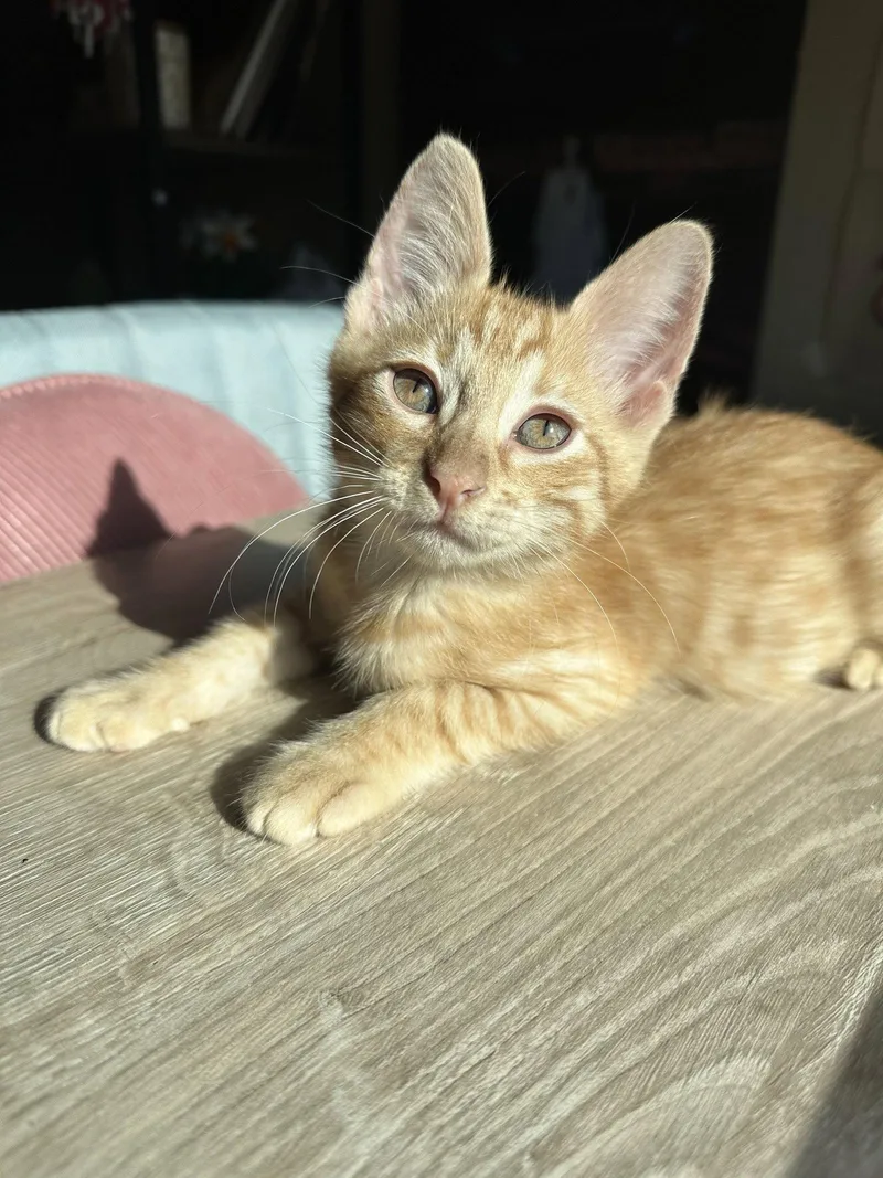 A baby medium-sized male Orange / Red Domestic Short Hair cat named Ronaldo for adoption in Rosenberg, TX