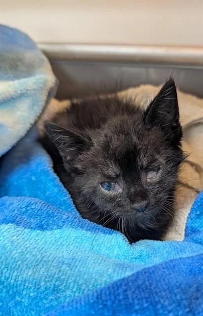 A baby small-sized male Domestic Short Hair cat named Acer for adoption in Upper Marlboro, MD