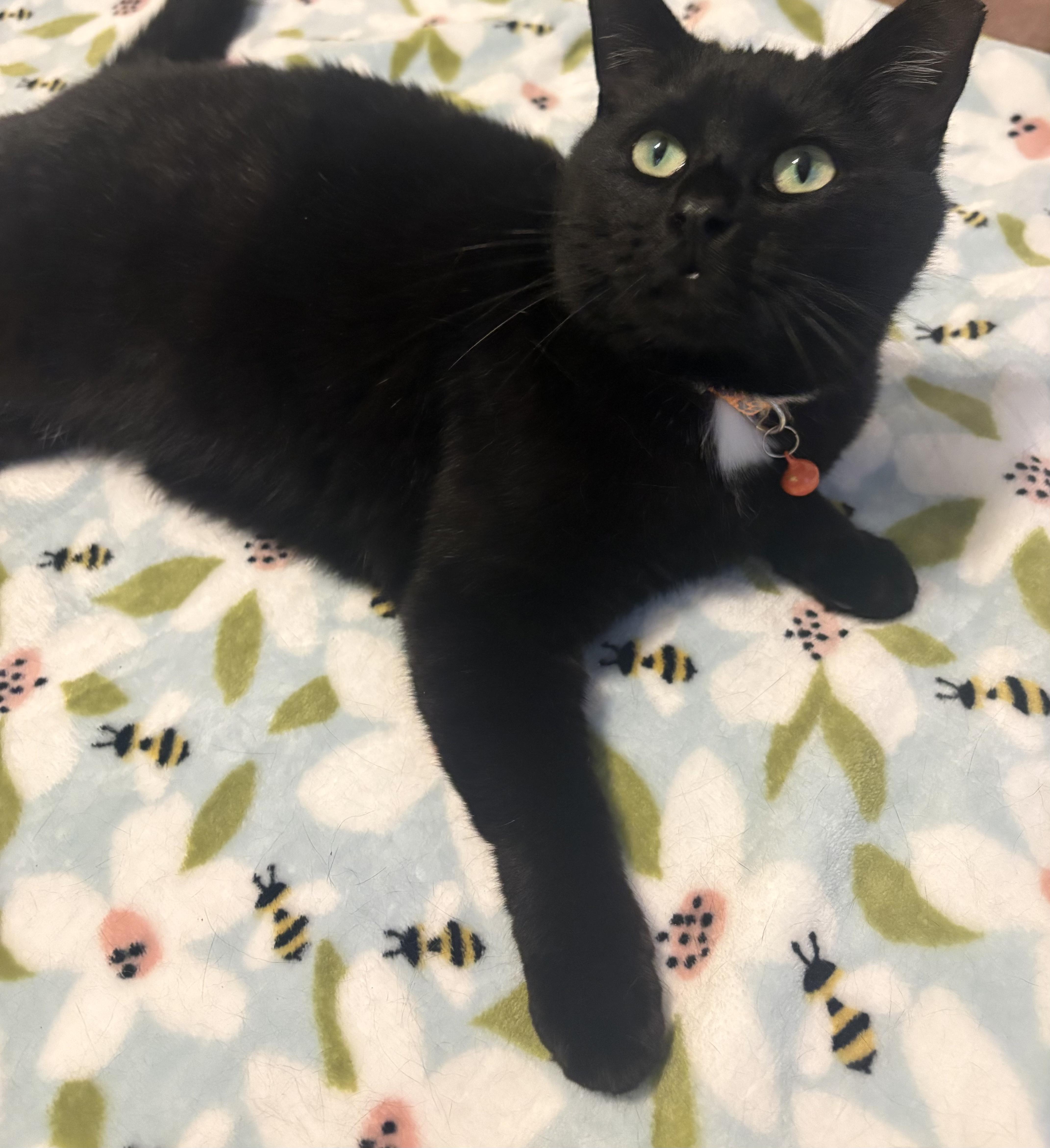 An adult medium-sized female Black Domestic Short Hair cat named Nyla for adoption in Scranton, PA