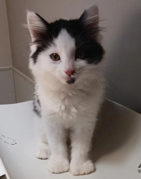 A baby small-sized male Domestic Medium Hair cat named Panda for adoption in Dublin, CA