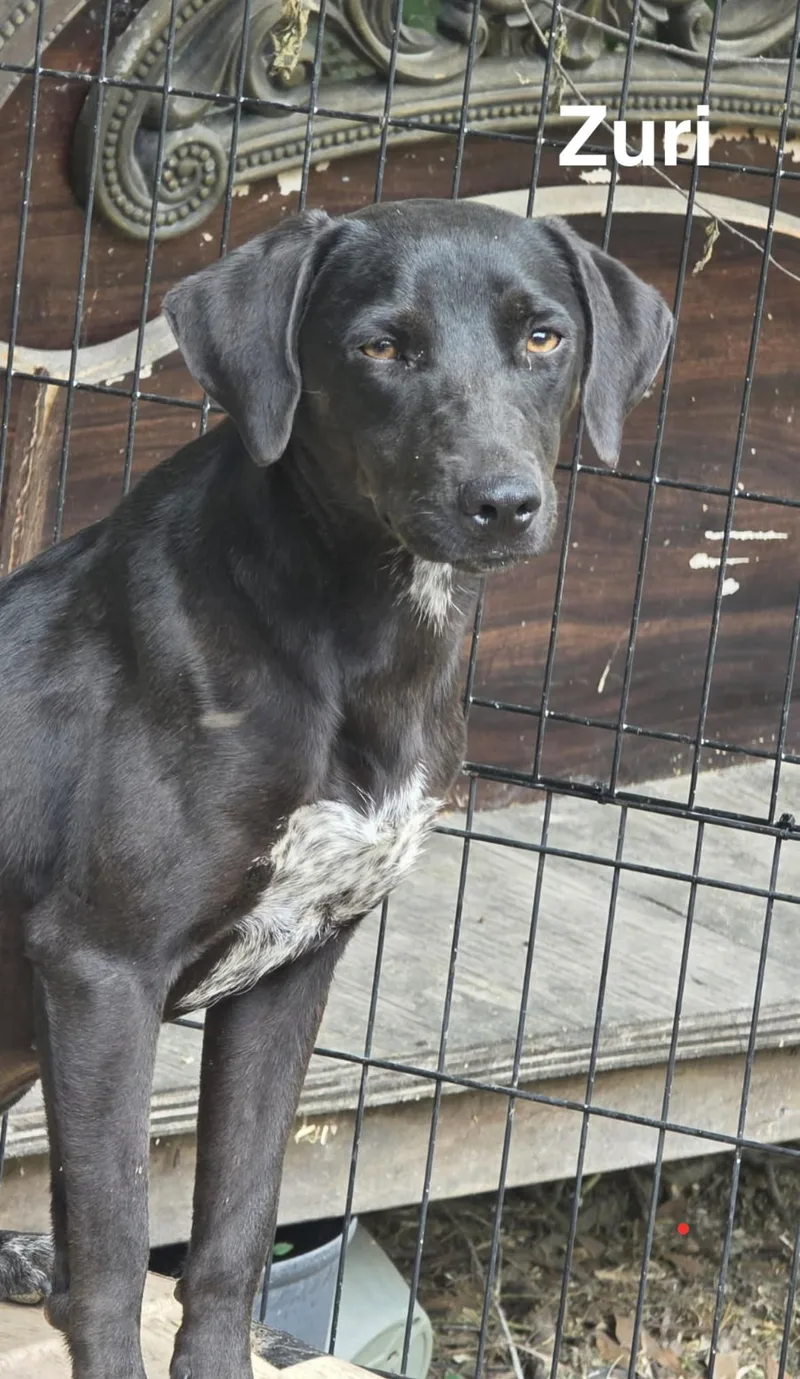 A baby medium-sized female Mixed Breed dog named Zuri for adoption in Rock Hill, NY