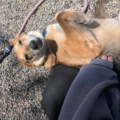 Tango