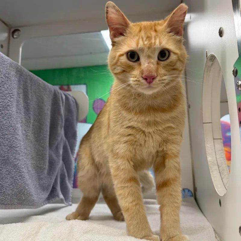 An adult large-sized male Orange / Red Domestic Short Hair cat named Tobie for adoption in Cheyenne, WY