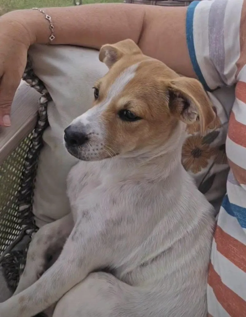 A baby small-sized male Terrier dog named Bram for adoption in GREENVILLE, NC
