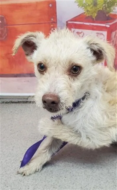 A young small-sized male Terrier dog named Louie for adoption in San Bernardino, CA