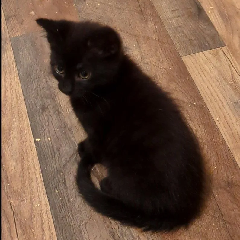 A baby medium-sized male Black Domestic Short Hair cat named Squeakers for adoption in Akron, OH