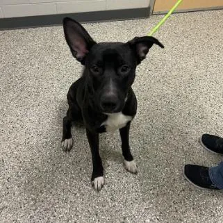 An adult medium-sized male Shepherd dog named Ricky for adoption in Cedar Rapids, IA