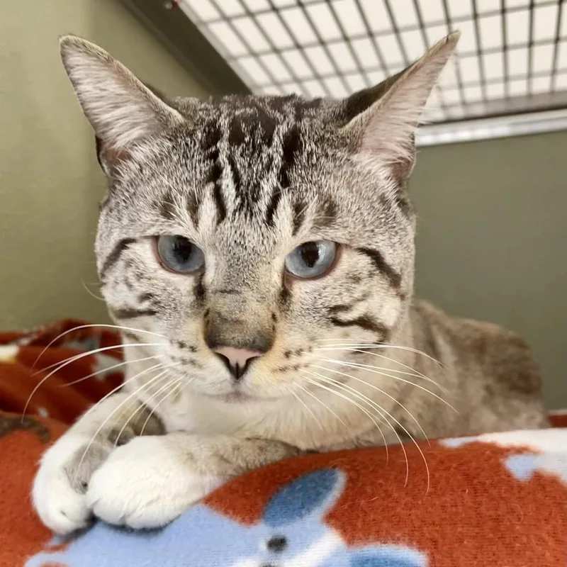A senior large-sized male Lilac Point Siamese cat named Chefs Kiss for adoption in Deerfield, IL