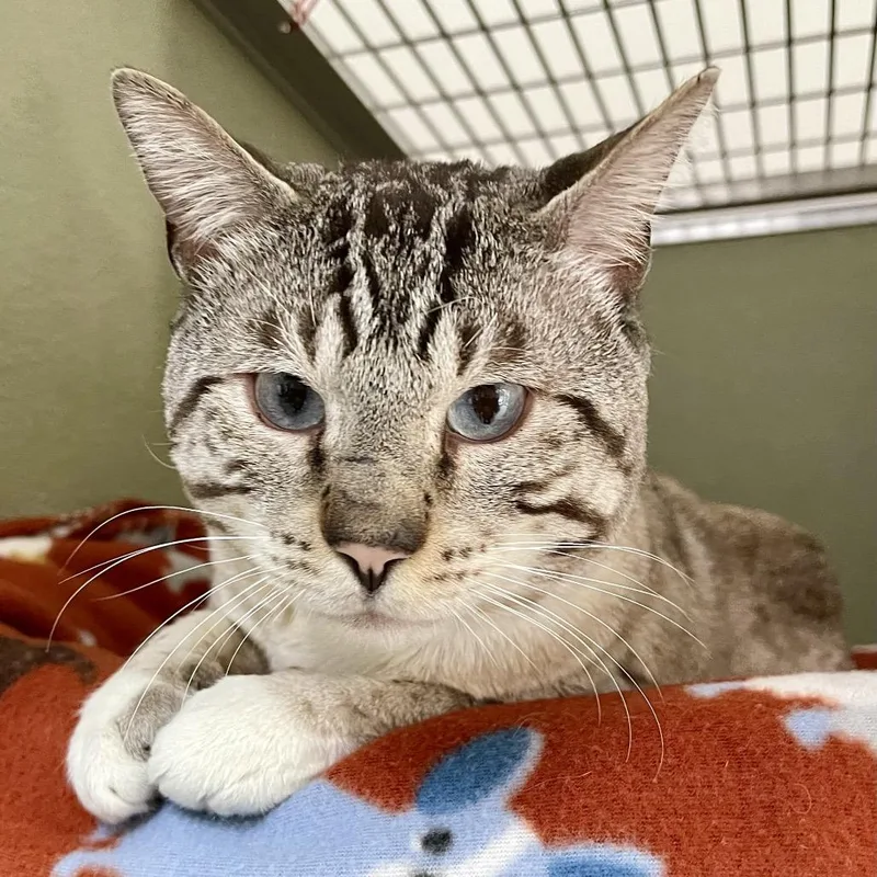 Chefs Kiss thumbnail 2