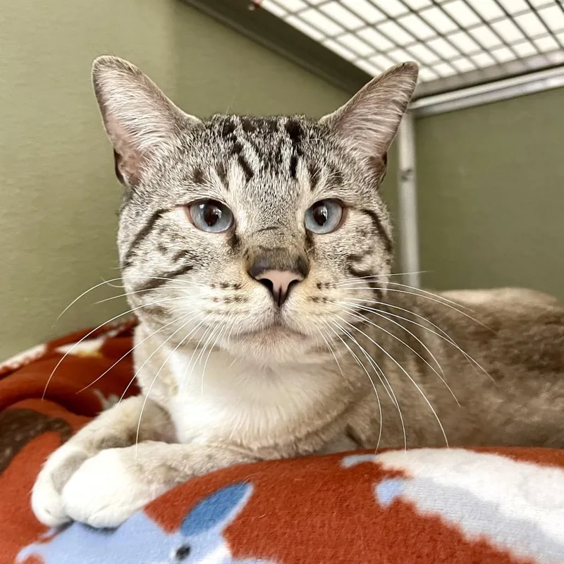 Chefs Kiss thumbnail 3