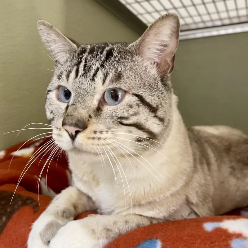 Chefs Kiss thumbnail 4