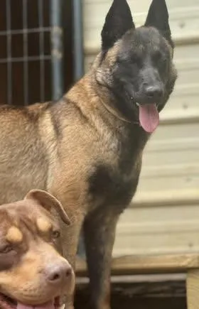 A young medium-sized female Brown / Chocolate Belgian Shepherd / Malinois dog named Meredith for adoption in Calera, AL