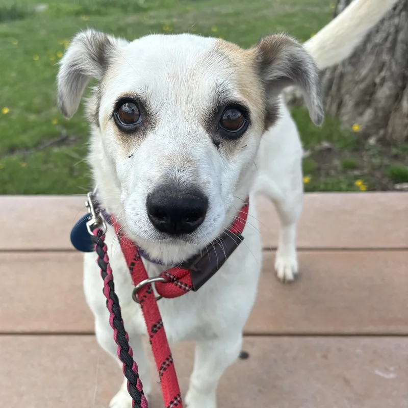 An adult small-sized male Jack Russell Terrier dog named Barry White for adoption in Milford, OH