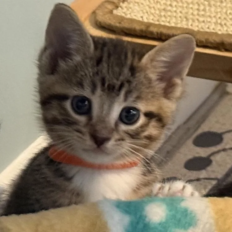 A baby small-sized male Brown / Chocolate Domestic Short Hair cat named Hawaiian for adoption in Deerfield, IL