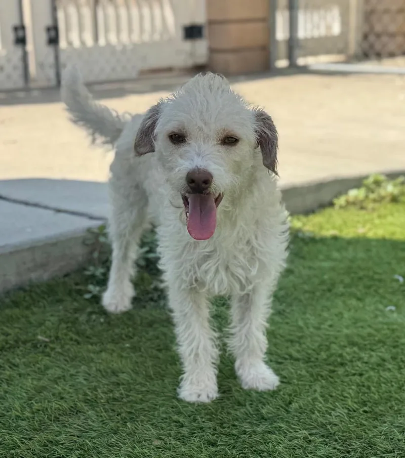 A young small-sized female Poodle dog named Lucky for adoption in Los Angeles, CA