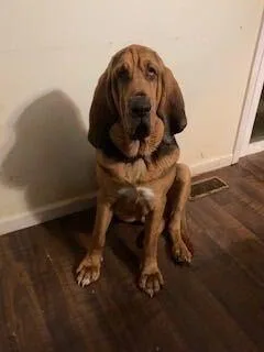 An adult large-sized male Tricolor (Brown, Black, & White) Bloodhound dog named Copper for adoption in Silver Spring, MD