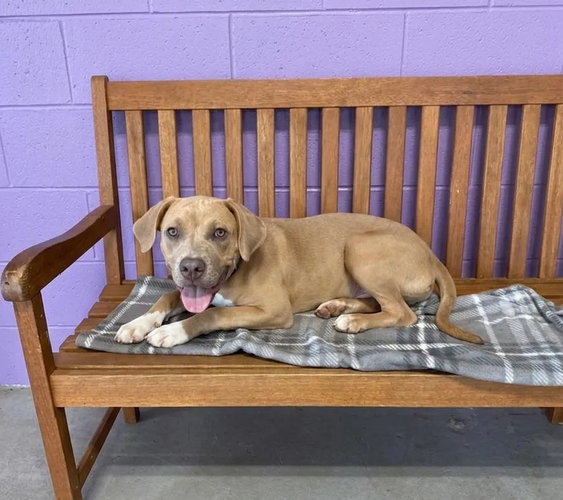 A young large-sized male Weimaraner dog named Vann for adoption in North Prairie, WI