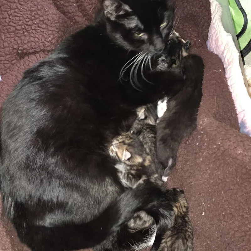 A baby small-sized female Brown / Chocolate Domestic Short Hair cat named Fish C for adoption in Princeton, MN
