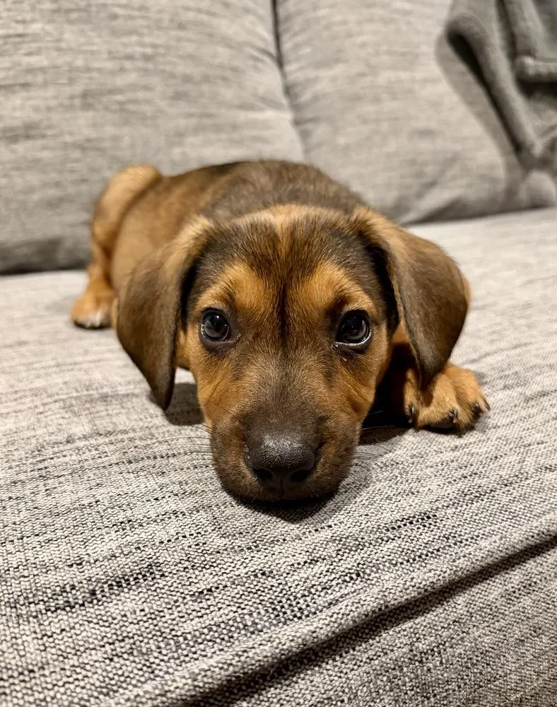 Eddie