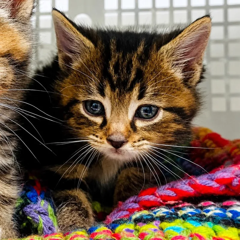 A baby small-sized male Domestic Short Hair cat named Tyga for adoption in Mount Vernon, IN