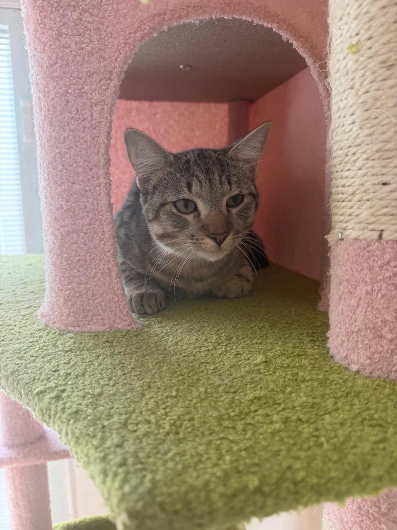 A young large-sized male Tabby cat named Whiskers for adoption in Trinity, NC