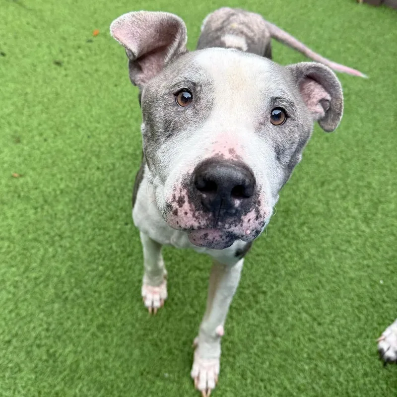 A senior large-sized male Gray / Blue / Silver Mixed Breed dog named Eddie for adoption in LOXAHATCHEE, FL
