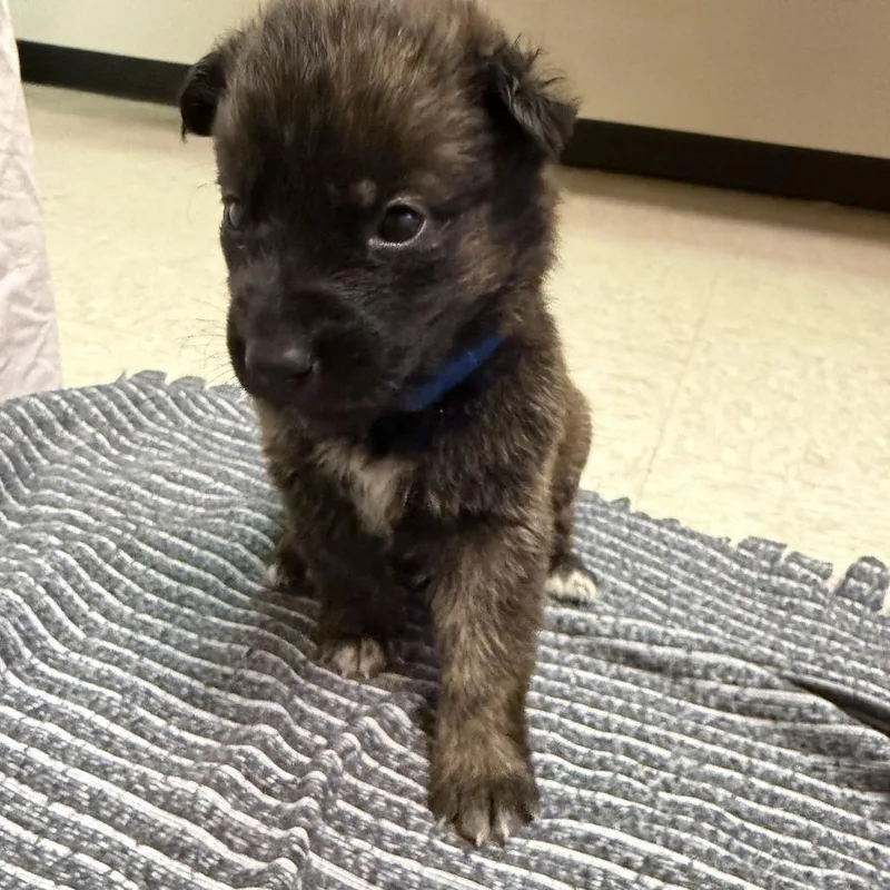 A baby small-sized female Black German Shepherd Dog dog named Explorer for adoption in Austin, TX
