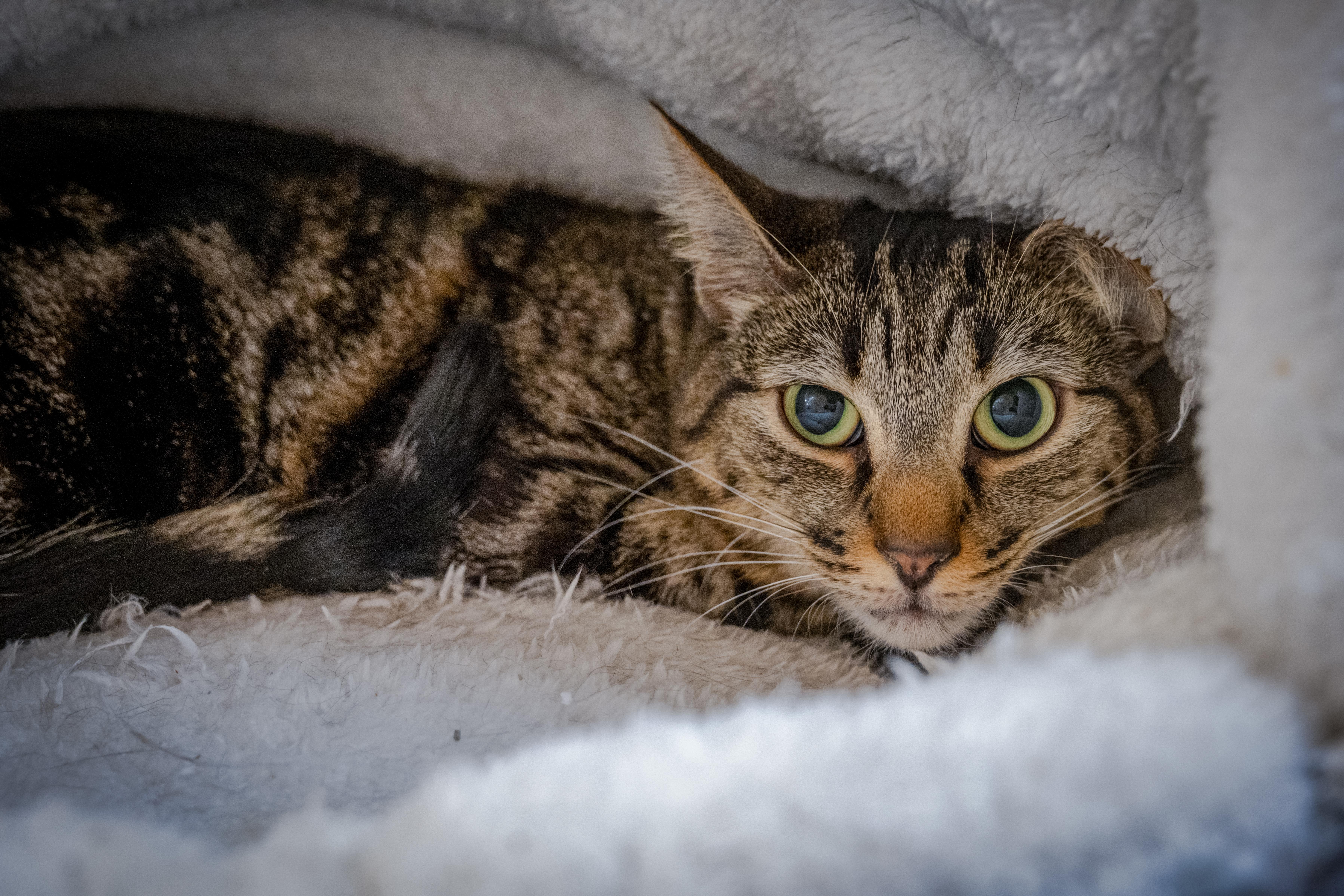 An adult large-sized male Tabby (Tiger Striped) Domestic Short Hair cat named Andy for adoption in HANSON, MA