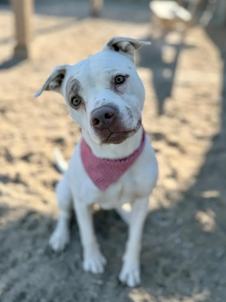 A young medium-sized female Mixed Breed dog named Fergie for adoption in Muskegon, MI