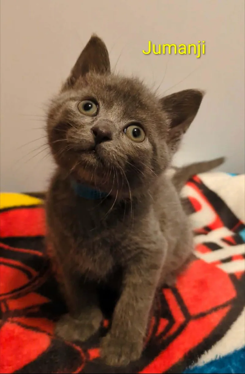 A baby medium-sized male Domestic Short Hair cat named Jumanji for adoption in Chesapeake Beach, MD