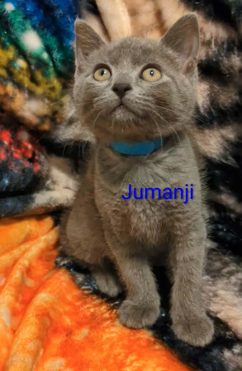 Jumanji thumbnail 2