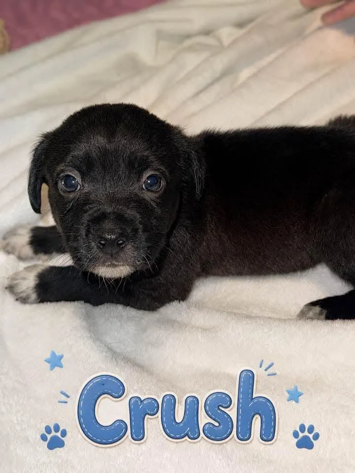 Crush nemo litter