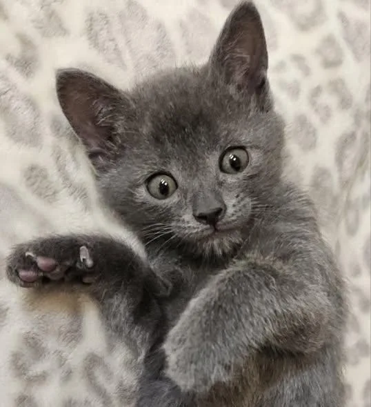 A baby medium-sized male Gray / Blue / Silver Domestic Short Hair cat named Stuart Little And Munch for adoption in Fort Mill, SC