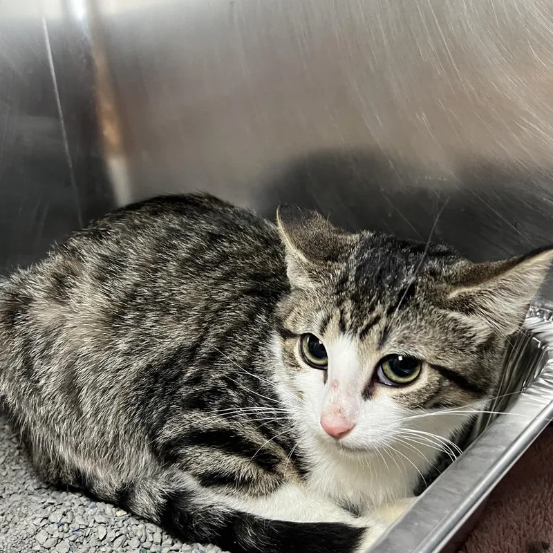 A baby small-sized female Brown / Chocolate Domestic Short Hair cat named Sunscreen for adoption in Matteson, IL