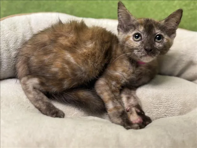 A baby small-sized female Domestic Short Hair cat named Carrie for adoption in San Pedro, CA
